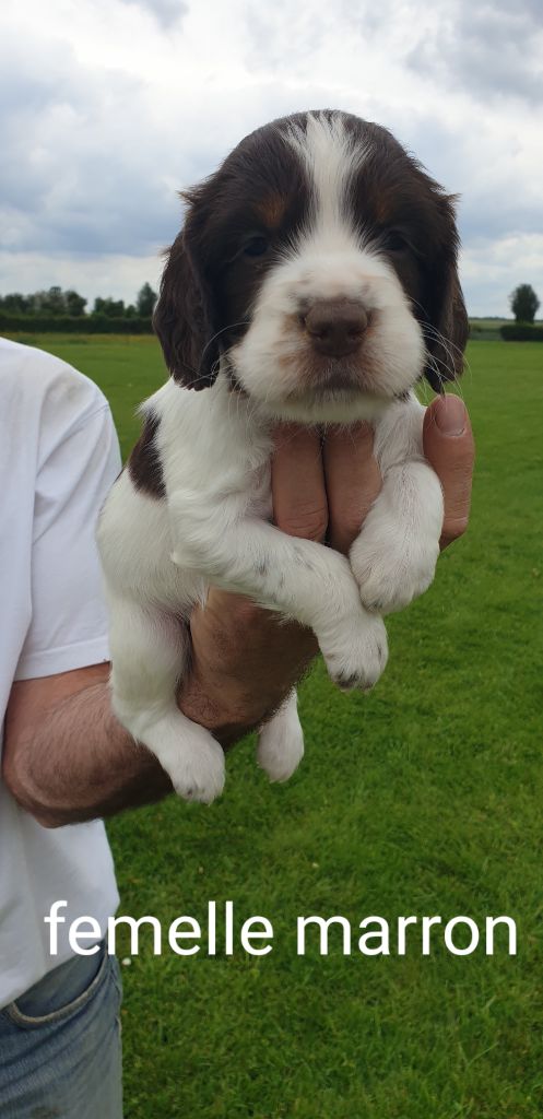 des Loups du bout d'Amont - English Springer Spaniel - Portée née le 26/04/2019