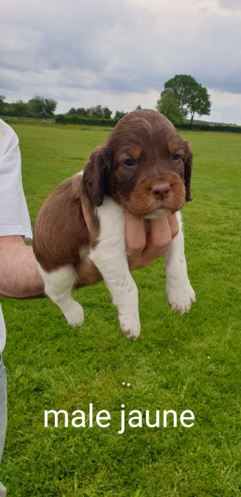 des Loups du bout d'Amont - English Springer Spaniel - Portée née le 26/04/2019